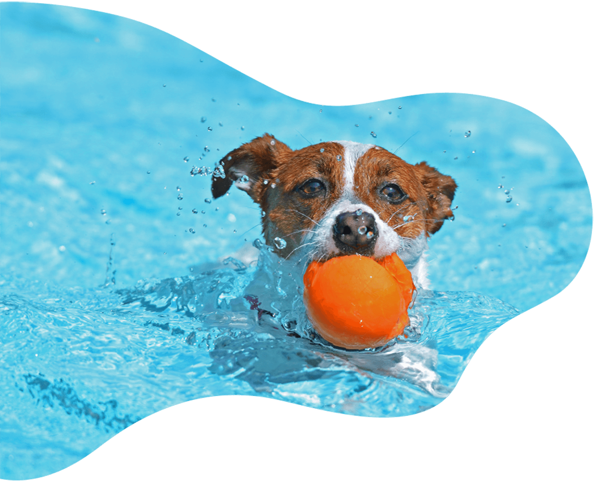 petsnstuff.com.au