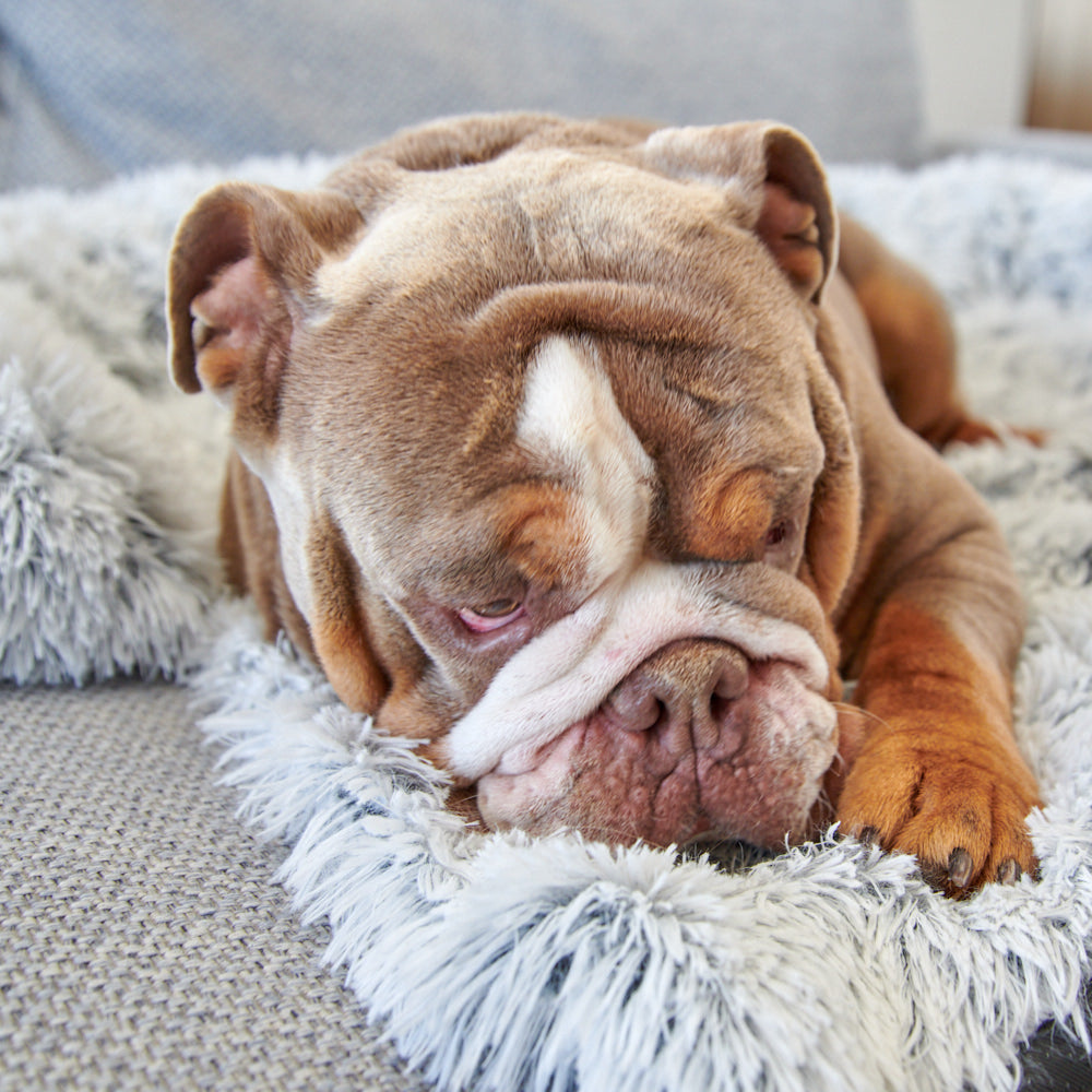 Stress Less Pet Sofa Bed