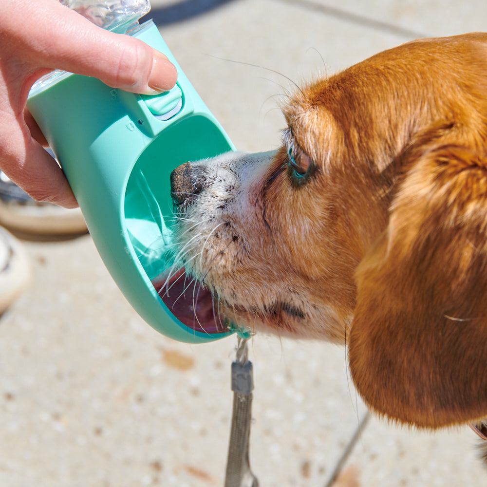 Portable Pet Water Bottle