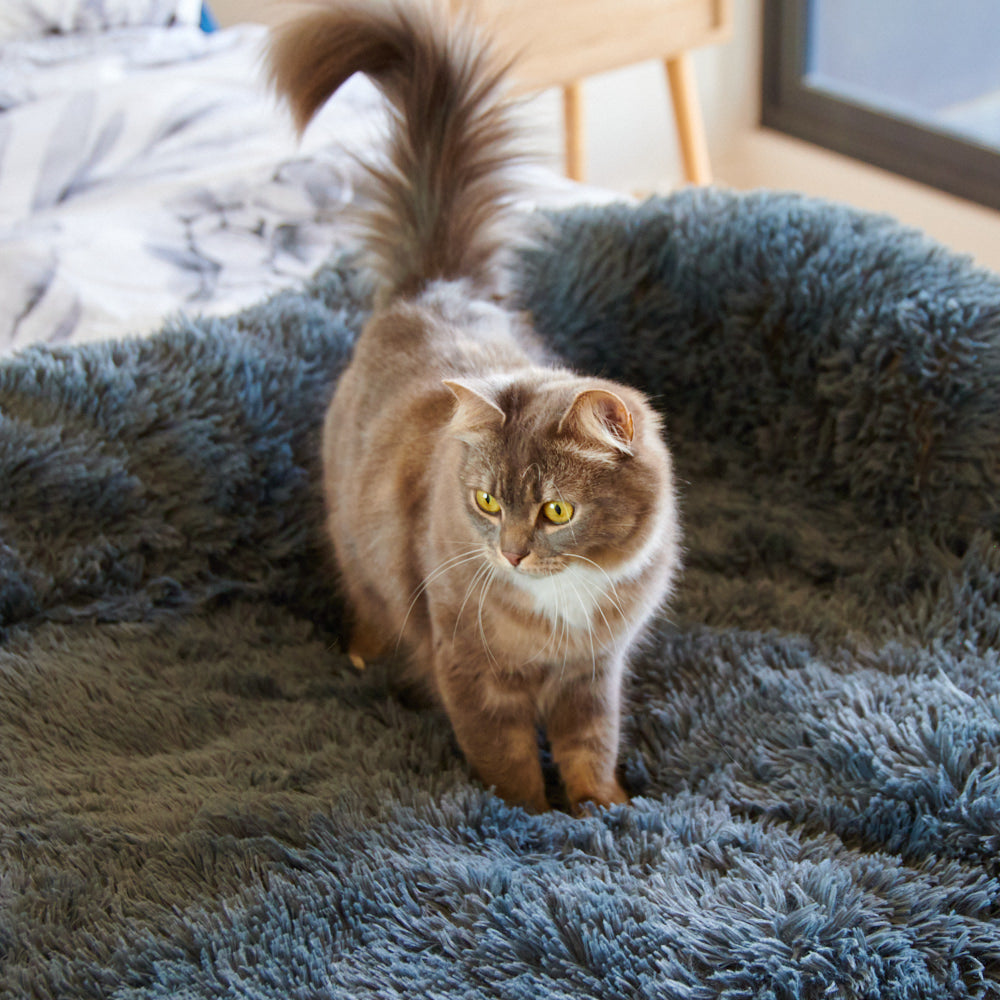Stress Less Pet Sofa Bed