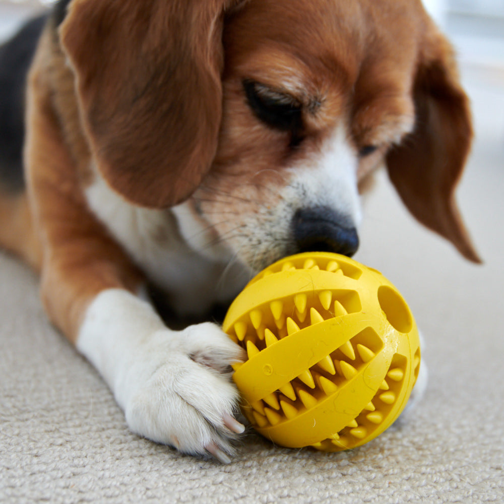 Treat Dispenser Dog Chew Ball
