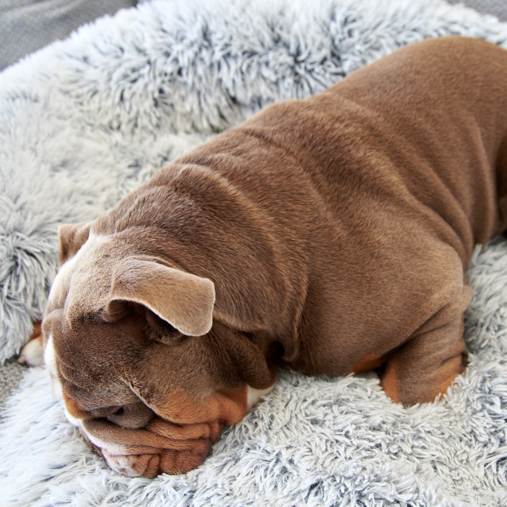 
                  
                    Stress Less Pet Sofa Bed
                  
                