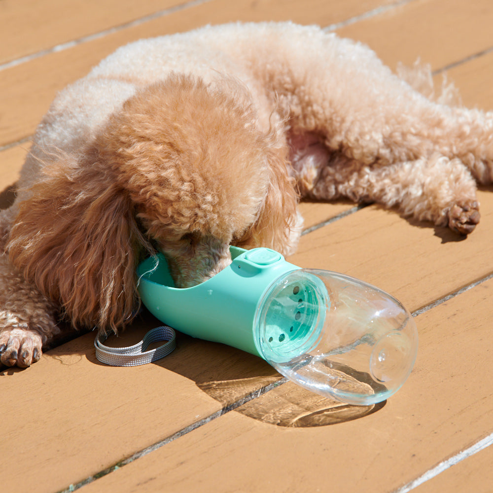 Portable pet dog water clearance bottle